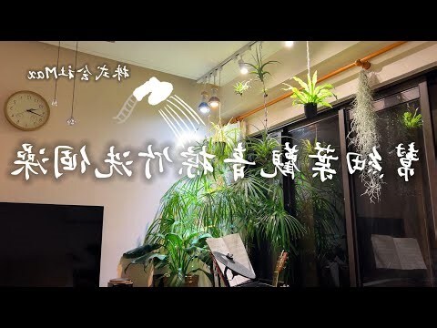 觀音 竹